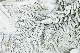 Fern leaves and grass covered with hoarfrost. Abstract floral background, garden and winter concept