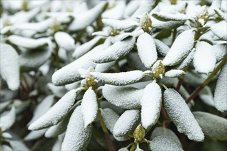 Azalea tree branch covered with hoarfrost. Abstract floral background, garden and winter concept.