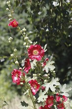 Flowering hollyhock (Alcea rosea), North Rhine-Westphalia, Germany, Europe