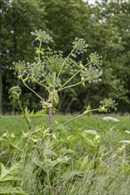 Giant hogweed plant, the plant parts, especially the sap, are poisonous, the sap triggers a