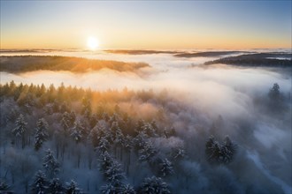 Aerial view of fog covered forest in winter with snow covered trees and a mystic golden sunlight,