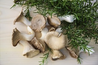 Brown king oyster mushroom (Pleurotus eryngii), cultivated mushrooms, raw king oyster mushrooms on