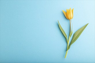 Orange tulip flower on blue pastel background. top view, flat lay, copy space, still life. Beauty,