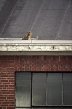 Eurasian eagle-owl (Bubo bubo), adult male, on the roof of an old industrial building, Ewald