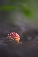 Fly agaric (Amanita muscaria), Bavarian Forest National Park, Bavaria, Germany, Europe