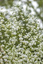 Meadow rue (Thalictrum), North Rhine-Westphalia, Germany, Europe