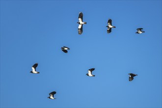 Northern Lapwing, Vanellus vanellus, birds in flight on blue sky