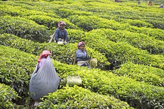 Indian tea pickers on a tea plantation, Thekkady, Kerala, India, Asia