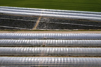 Open field strawberry cultivation in a foil greenhouse, young strawberry plants growing, near