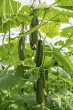 Cultivation of mini cucumbers, snack cucumbers, in a greenhouse, near Straelen, North