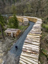 Felled, stacked spruce trunks, forest dieback in the Arnsberg Forest nature park Park, over 70 per