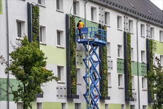 Installation of façade greenery on 4 apartment blocks on Gladbecker Straße, B224, to filter