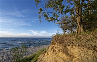 The tree-covered cliff edge above the sandy beach on the coast in the Wolin National Park, also