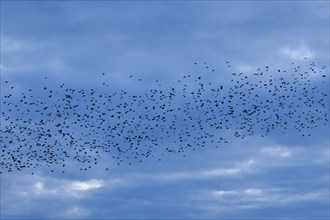 Flock of starlings in flight at dusk