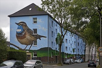 Residential buildings with a bluethroat as a mural after renovation, Bochum-Hamme, Ruhr area, North