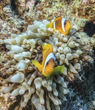 Bubble-tip anemone (Entacmaea quadricolor), red sea clownfish (Amphiprion bicinctus), dive site