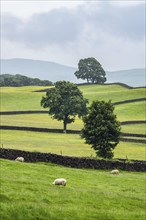 Sheeps and Farms in Yorkshire Dales National Park, North Yorkshire, England, United Kingdom, Europe