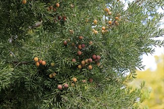 Weeping yew (Afrocarpus falcatus), fruit, fruit stand, Kirstenbosch Botanical Gardens, Cape Town,