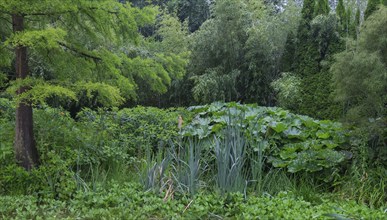 Dense green landscape with various plant species and a peaceful atmosphere, North Rhine-Westphalia,