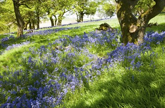 Bluebells, Hyacinthoides non-scripta, flowering in deciduous woodland on Martinsell Hill, Pewsey,