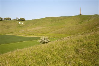 Scarp slope of White Horse on Cherhill Down and Lansdowne monument, Cherhill, Wiltshire, England,