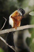 Prevost's squirrel or Prevost's squirrel (Callosciurus prevostii), captive, occurring in Southeast