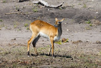 A vigilant lechwe (Kobus leche) stands alone at the Chobe river, lechwe, African antelope of the