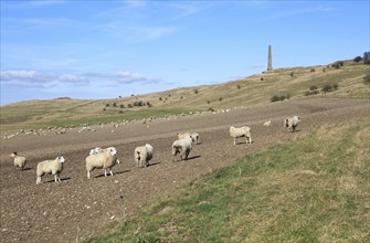 Sheep grazing near Lansdowne monument, Cherhill, Wiltshire, England, UK