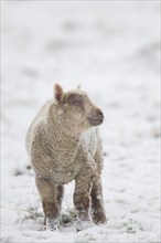 Domestic sheep (Ovis aries) juvenile lamb farm animal standing in a snow covered grass field,