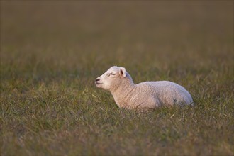 Domestic sheep (Ovis aries) juvenile lamb farm animal resting in a grass field, England, United