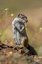 Barbary ground squirrel (Atlantoxerus getulus) or North African bristle squirrel, Fuerteventura,