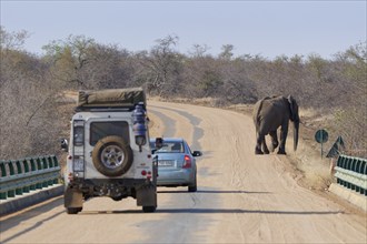 African bush elephant (Loxodonta africana), adult male, crossing the asphalt road, in front of two