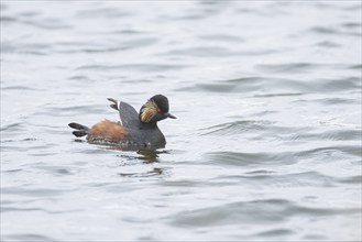 Black necked grebe (Podiceps nigricollis) adult bird in breeding plumage on a lake, Yorkshire,