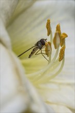 Hoverfly (Syrphus balteatus) on daylily (Hemerocallis), Emsland, Lower Saxony, Germany, Europe