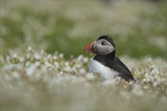 Atlantic puffin (Fratercula arctica) adult bird amongst Sea campion flowers, Skomer island, Wales,