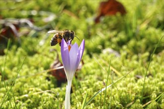 Crocus blossom with bee, February, Germany, Europe