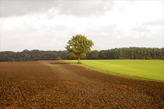 Landscape with fields and single oak tree standing alone, Chisbury, Wiltshire, England, UK