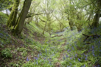 Ditch and embankment of the Wansdyke a Saxon defensive structure on All Cannings chalk downs near