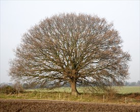 Round small oak tree with brown leaves in winter showing bare branches and trunk, Sutton, Suffolk,