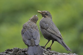 Common Blackbird (Turdus merula) female feeding juvenile, Belgium, Europe