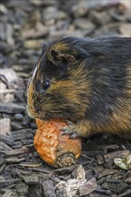 Domestic cavia, guinea pig eating carrot in children's farm, petting zoo