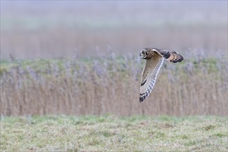 Short-eared owl (Asio flammeus) in flight, hunting for mice and voles in grassland along reed bed