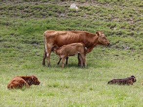 A calf drinks mother's milk in a pasture, Welschensteinach, 20 05 2023