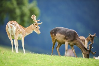 European fallow deer (Dama dama) stags standing on a meadow, tirol, Kitzbühel, Wildpark Aurach,