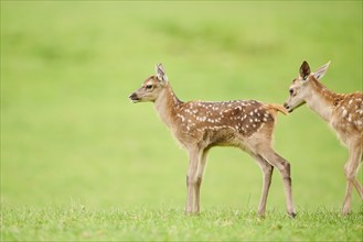 Red deer (Cervus elaphus) fawn standing on a meadow in the mountains in tirol, Kitzbühel, Wildpark