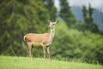 Red deer (Cervus elaphus) hind standing on a meadow in the mountains in tirol, Kitzbühel, Wildpark