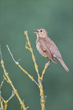 Song thrush (Turdus philomelos), Lower Saxony, Germany, Europe