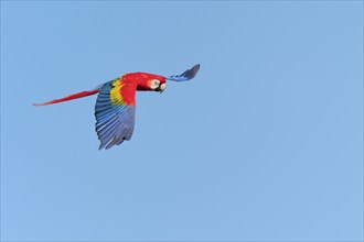 Scarlet Macaw (Ara macao) in flight, captive, Lower Saxony, Germany, Europe