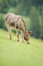 Donkey (Equus africanus asinus) standing on a meadow, tirol, Kitzbühel, Wildpark Aurach, Austria,