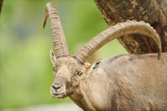 Alpine ibex (Capra ibex) male, portrait, wildlife Park Aurach near Kitzbuehl, Austria, Europe